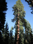 giantsequoia01.jpg