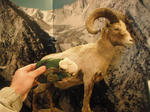 bighornsheep01.jpg