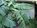 DSCF3596.jpg