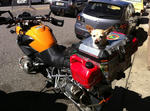 PerroenMoto.jpg