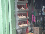 DSCF4924.jpg