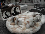 DSCF5231.jpg