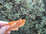 DSCF5700.jpg