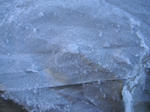 DSCF5720.jpg