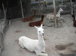 DSCF6417.jpg