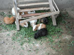 DSCF6418.jpg