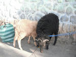DSCF9654.jpg