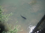 DSCF1069.jpg