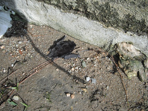 DSCF1955.jpg