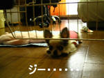 IMG_2969a.JPG