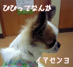 20081113a.jpg