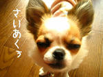 IMG_3687a.JPG