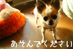 IMG_3688a.JPG