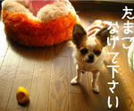 IMG_3691a.JPG