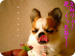 IMG_3790a.JPG