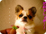 IMG_3791a.JPG