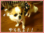 IMG_4008a.JPG
