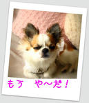 IMG_4125a.JPG