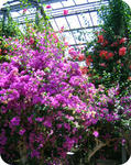 IMG_4237.JPG