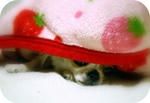 IMG_4338a.jpg