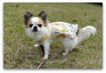 DSC01017a.jpg