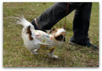 DSC01022a.jpg