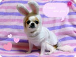 DSC01264ab.jpg