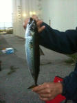 魚