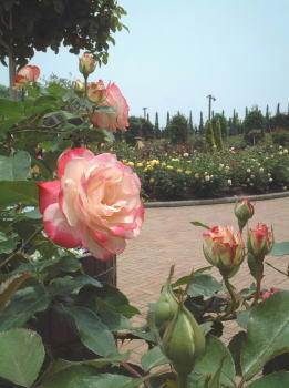 0609-5.jpg