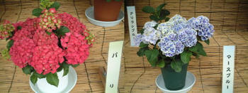 0610-2.jpg