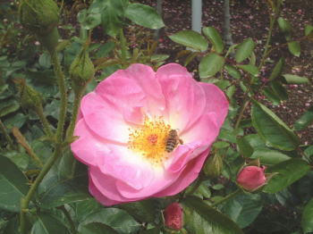 0610-9.jpg