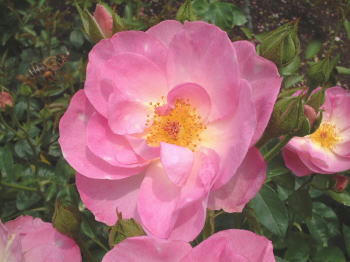 0609-8.jpg