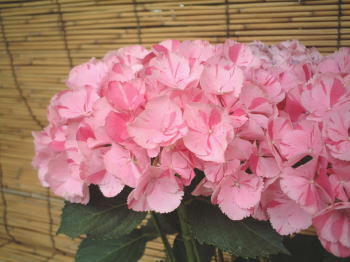 0610-10.jpg