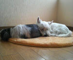 P1000761.jpg