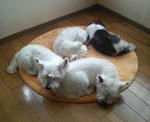 P1000820.jpg
