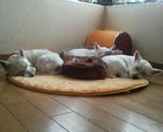 P1000836.jpg