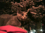 2009040501260000.jpg
