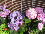 P1001459.jpg