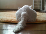 P1001510.jpg