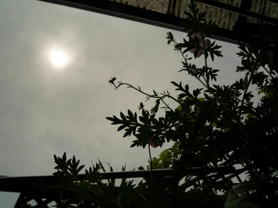 c2446850.JPG