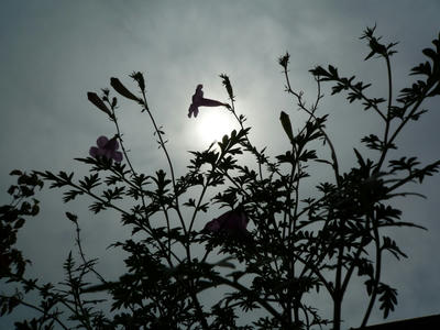 P1050317-1.JPG