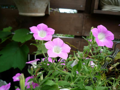 P1050396.JPG