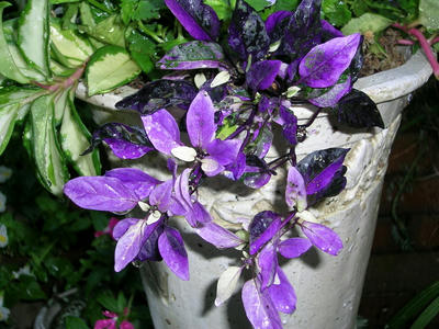 DSCN0847.JPG