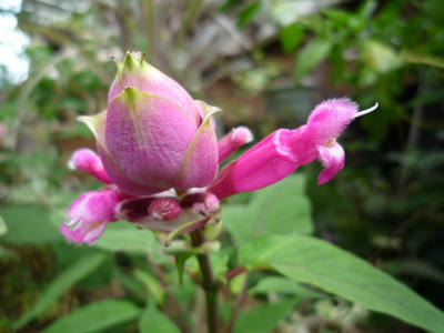 P1000727.JPG