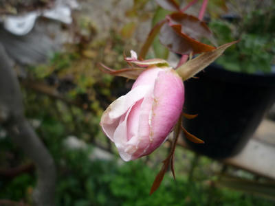 P1010836.JPG