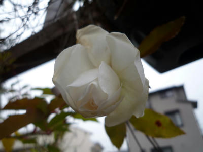 P1010838.JPG