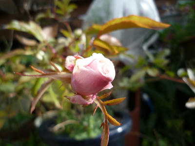 P1010800.JPG
