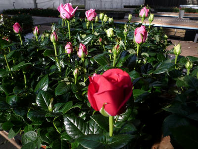 P1010900.JPG