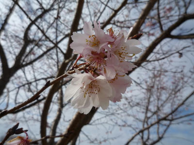 P1010988.JPG