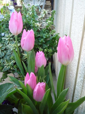 P1020117.JPG